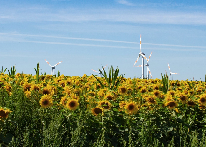 Sonnenblumenfelder mit
Windkraftwerken in Twistringen