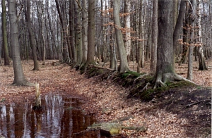 Waldhecken